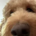 oofinqs