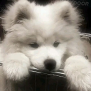 avatar tom