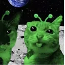 starrytheseal