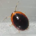 invertebratedude