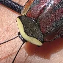 invertebratedude