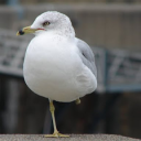 avatar Mouette-Unijambiste