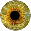 eye2185