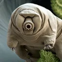 tardigrade.