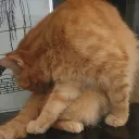 greekpog