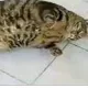 kedinecmi