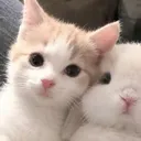 your_sweetbf.