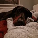 lunahut
