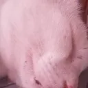 pelugas