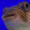 fishyboiiiii avatar