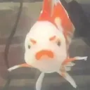 reginarvizu