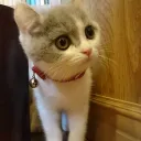 nyaaco