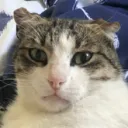 del_bob