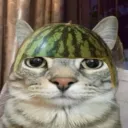 definitelygoose