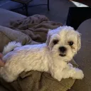 shihtzuluvr