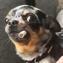 wockkiana
