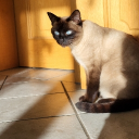 avatar verpennte Ente