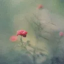 tctxrvwd