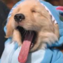 avatar majesty blushxd