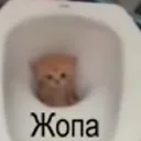 Аватар zixosorig