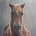 avatar evil and intimidating horse