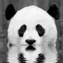 whiteursus