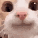 Dav_iis.g