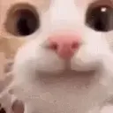 Dav_iis.g
