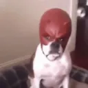 leogolozo