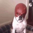 leogolozo