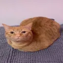 happycat5855