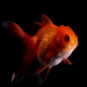 slowtheloser