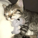 avatar 𝓬𝓪𝓻𝓶𝓮𝓷 ᢉ𐭩