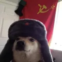 dogo_oficc