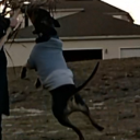 avatar YourLocalQuokka