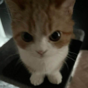.catto.