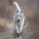 sharl33
