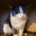 726465687933157466