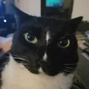 darthnixilis