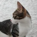 bob12145