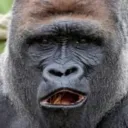 pon_gorilla