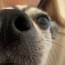 theultrafoxx