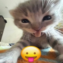 avatar ᲼᲼᲼᲼᲼᲼