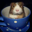 walnutsquirrel
