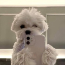 avatar ⟡*⋆ annilfie  ⋆˙⟡