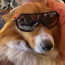 itsconnorbear avatar