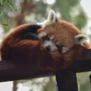 petelikesrice
