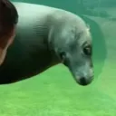 smartpigwneuralinkchip