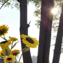 avatar fucc it i am a flower