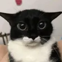 blulio